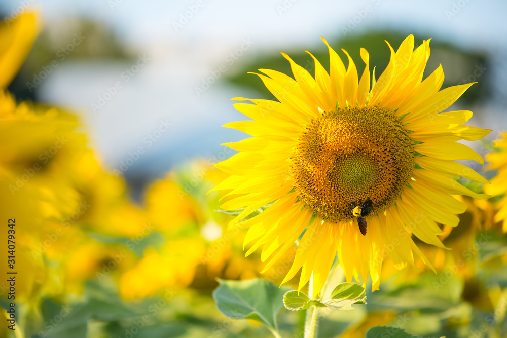 Fototapeta premium Sunflower and bumble bee on natural background. Sunflower blooming in garden