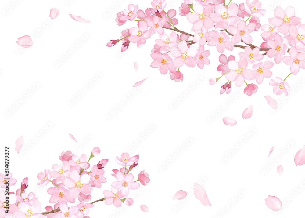 Naklejka 春の花：さくらと散る花びらのフレーム。水彩イラスト。（ベクター。レイアウト変更可能）