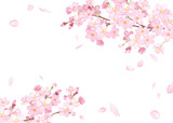 春の花：さくらと散る花びらのフレーム。水彩イラスト。（ベクター。レイアウト変更可能）