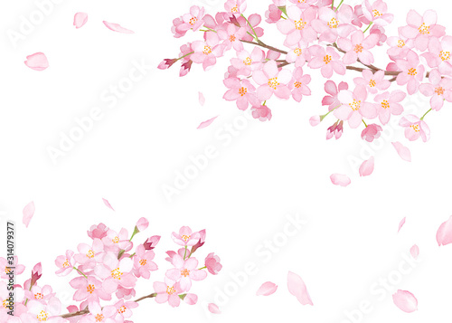 春の花：さくらと散る花びらのフレーム。水彩イラスト。（ベクター。レイアウト変更可能） photo