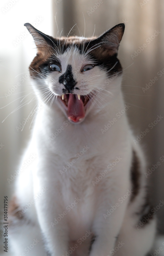 gracioso gato blanco y negro bosteza y parece reír Stock Photo | Adobe Stock