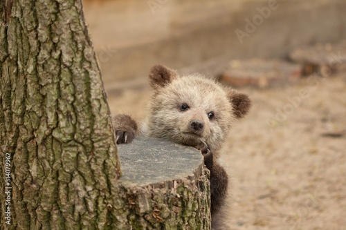 Young bear in forest on tree, wildlife park,  ancient.