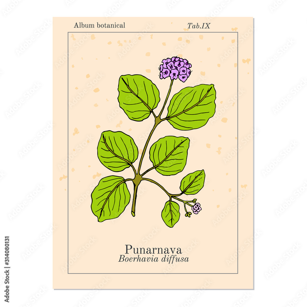 Punarnava Boerhavia Diffusa , or red spiderling, spreading hogweed,  tarvine, medicinal plant Stock Vector | Adobe Stock