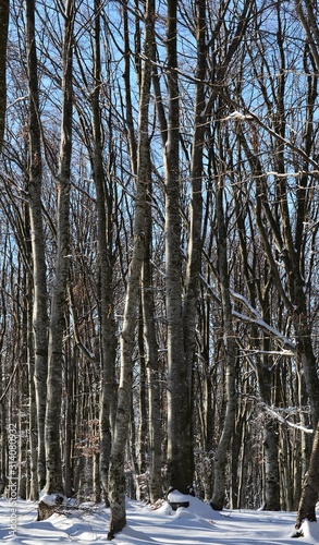 landscape in deciduous winter forest
