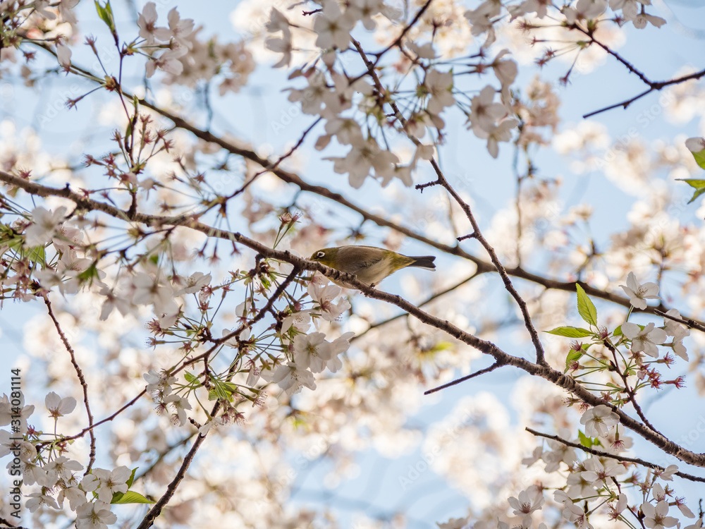 Obraz premium 桜の木の枝にとまる野鳥