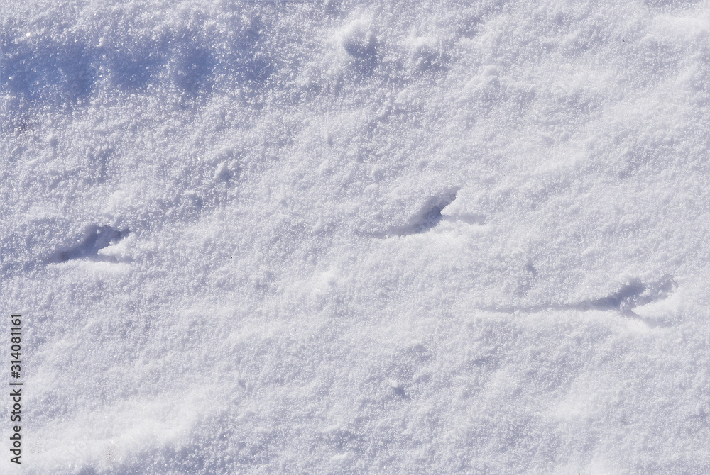 traces of bird on snow