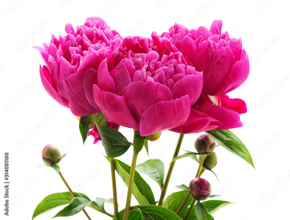 Obraz premium Bouquet flower of the peony.