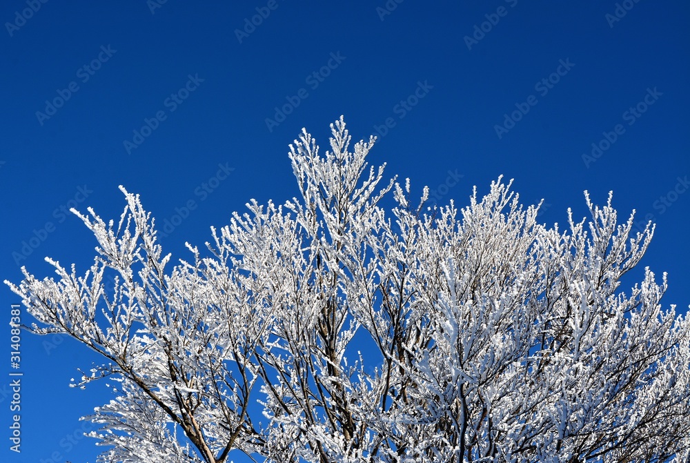 tree branches with hoar frost