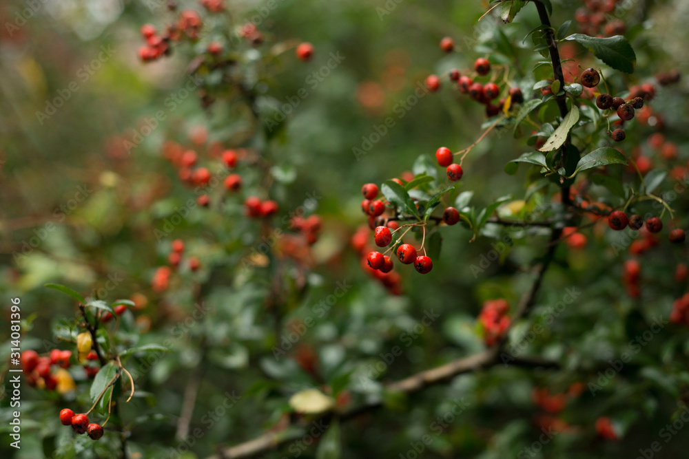 Red Pyracantha coccinea fruit on a bush in the garden Red Pyracantha coccinea fruit on a bush in the garden