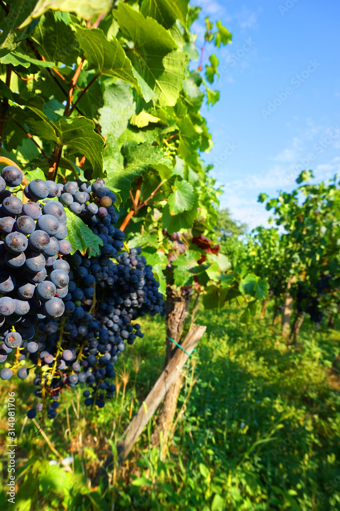 czech vineyards from moravia