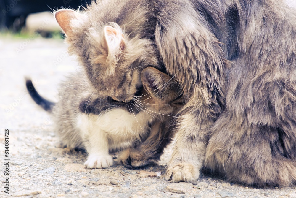 kitten cat stray cute pet. domestic poor. kitten cat stray cute pet. domestic poor.