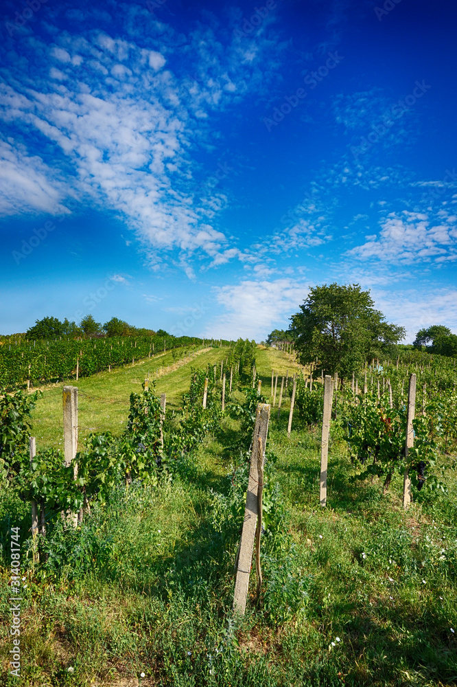 czech vineyards from moravia czech vineyards from moravia