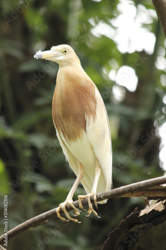 Portrait of Eastern cattle egret (Bubulcus coromandus) perched on a branch