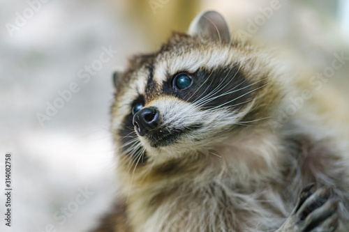 Raccoon face cute animal curiosity,  wildlife. © bravissimos