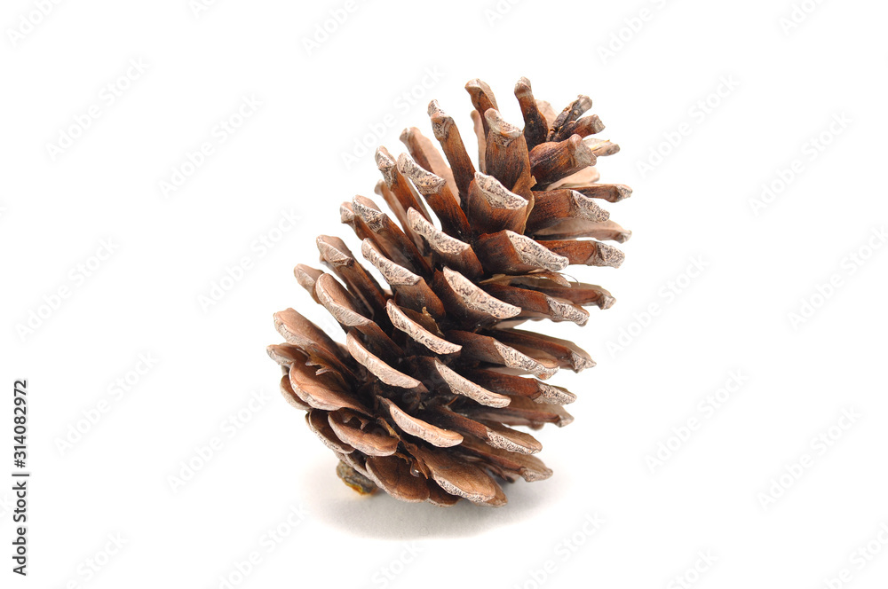 Spruce cone on a white background close-up Spruce cone on a white background close-up