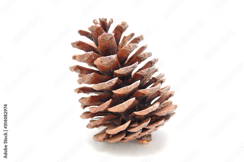 Spruce cone on a white background close-up Spruce cone on a white background close-up