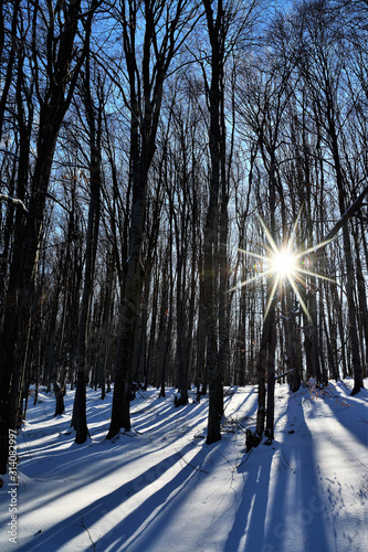 landscape in deciduous winter forest