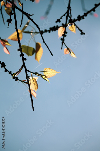 Green Bo leaf with Sunlight  in the morning, Bo tree  representing Buddhism in thailand. photo