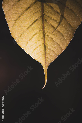 Green Bo leaf with Sunlight  in the morning, Bo tree  representing Buddhism in thailand. photo