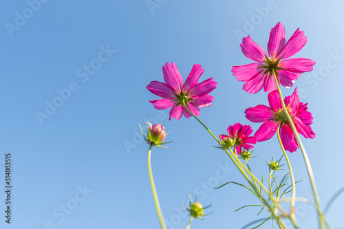 Pink cosmos flower on blue sky background