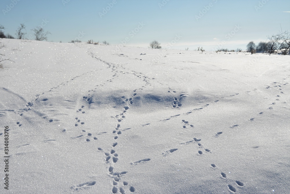many traces of animals on the snow