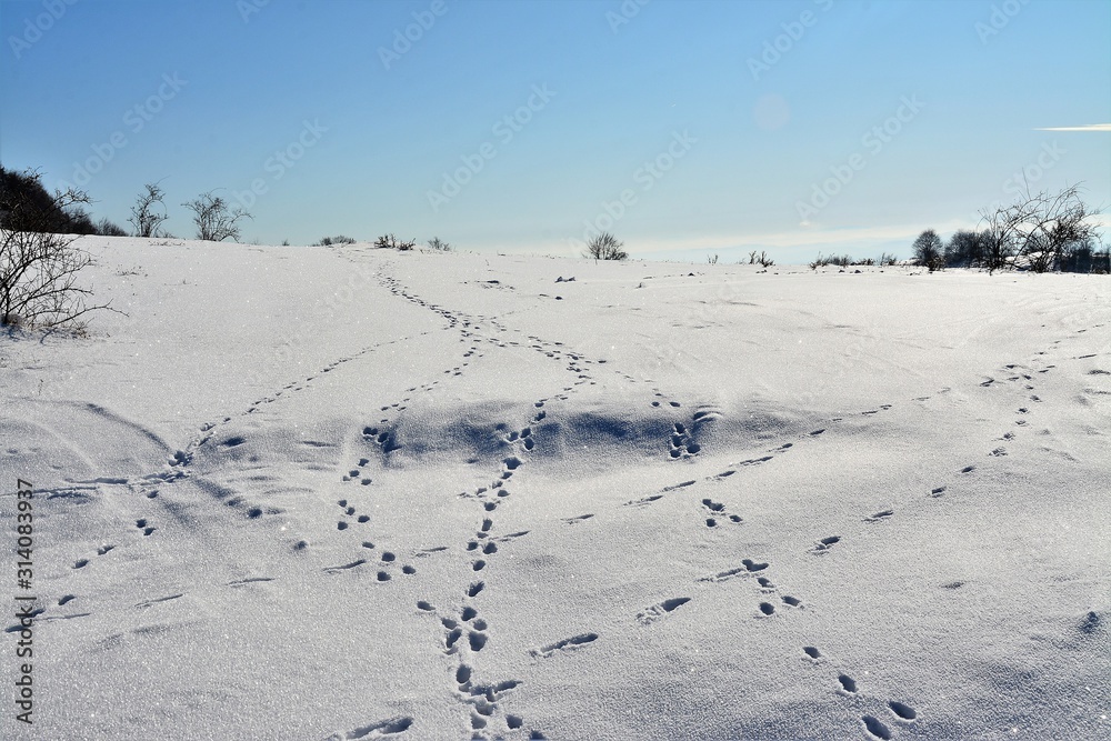 many traces of animals on the snow