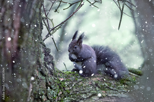 Forest squirrel sitting on a tree trunk with snow flakes with seeds in winter time, Czech Republic, Europe Wildlife