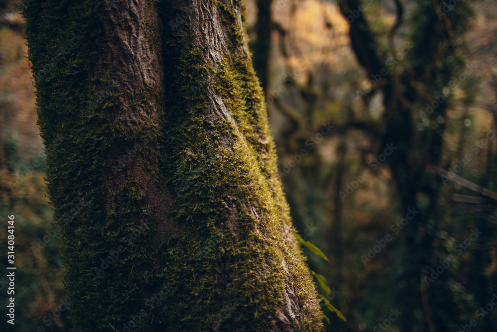 Obraz premium Moss trees in a dense forest