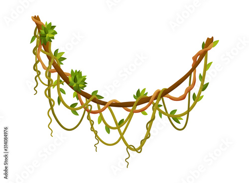 Liana or jungle plant or vine wild greenery winding branches vector stem with leaves isolated decorative elements tropical vines rainforest flora and exotic botany wild curling species and twigs