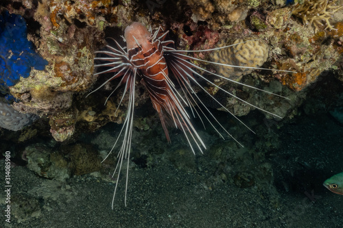 Lion fish in the Red Sea colorful fish, Eilat Israel