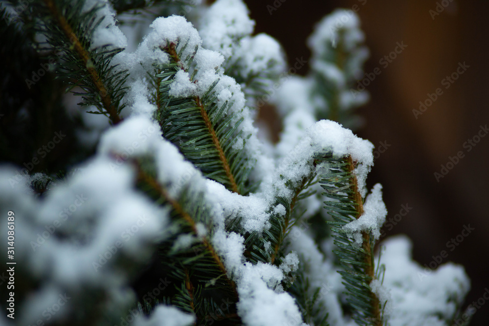 snow covered fir branch