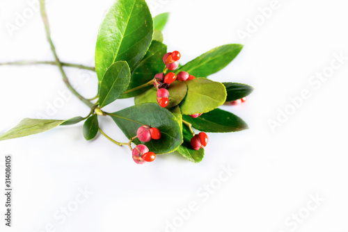Features Holly and berries