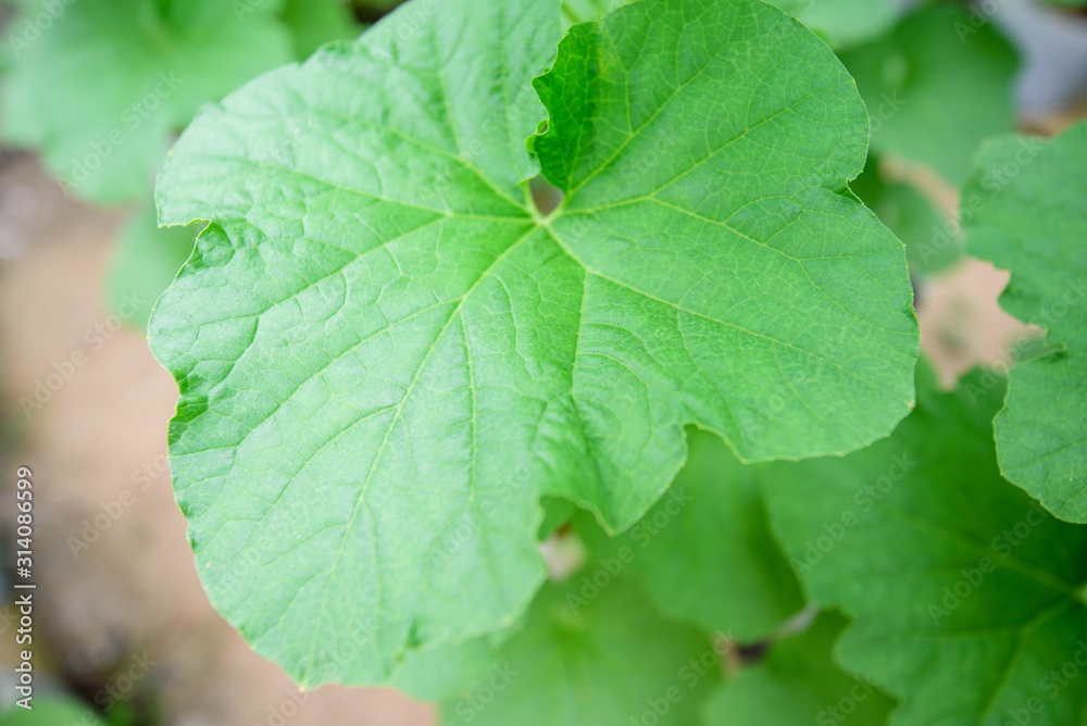 Fresh green leaf of melon tree Fresh green leaf of melon tree