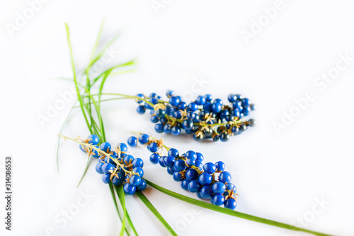 Fototapeta Naklejka Na Ścianę i Meble -  Ophiopogon japonicus leaves and blue fruit