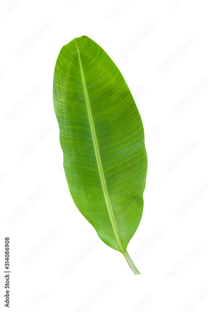 banana leaf isolated on white background banana leaf isolated on white background