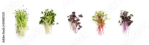 Fototapeta Growing kale, alfalfa, sunflower, arugula, mustard sprouts