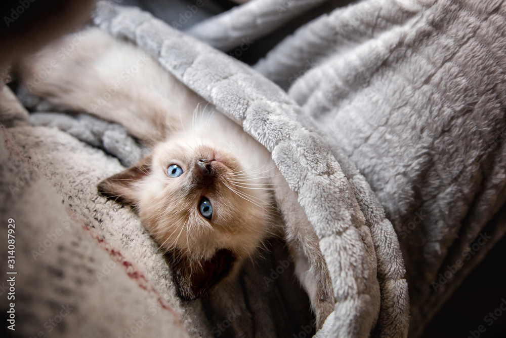 Sacred Burmese kitten. Cute little kitten is sleeping in soft blanket
