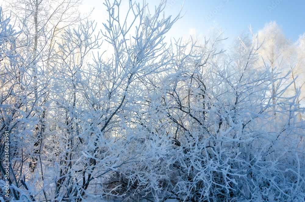 Bushes and branches in winter in the cold.Plants in snow crystals.