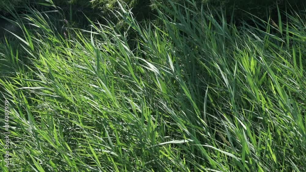 Slow Motion of Phragmites Plants Blowing in the Wind on Sunny Summer Day Slow Motion of Phragmites Plants Blowing in the Wind on Sunny Summer Day