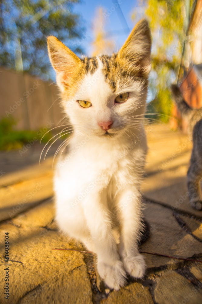Cute white kitten sitting in the sunny yard on a stone floor, closeup portrait. Cute white kitten sitting in the sunny yard on a stone floor, closeup portrait.