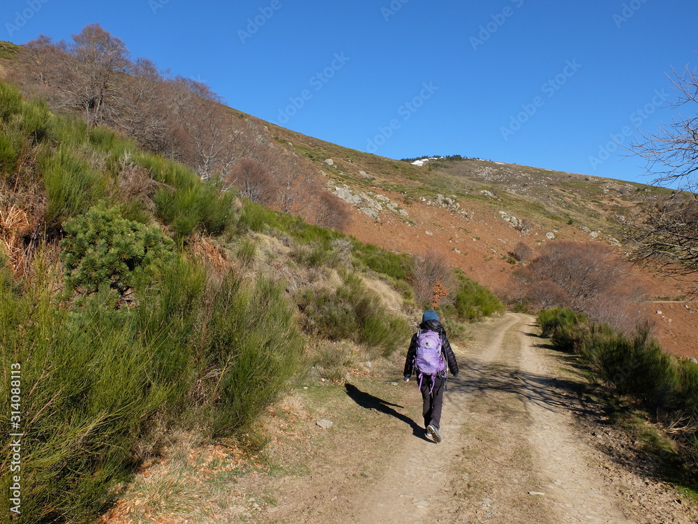 Jeune femme en randonnée qui marche sur chemin et sentier en forêt