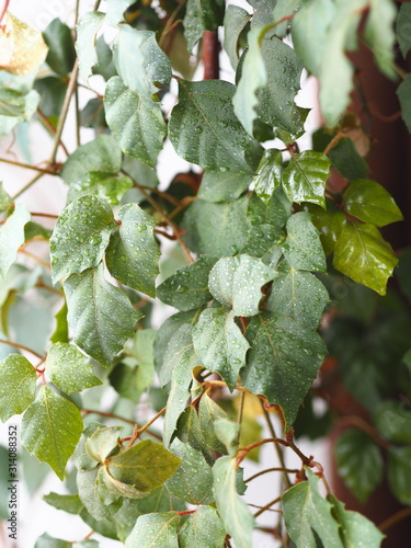 Indoor plant Cissus, in common people called birch. Against the background of the window. photo