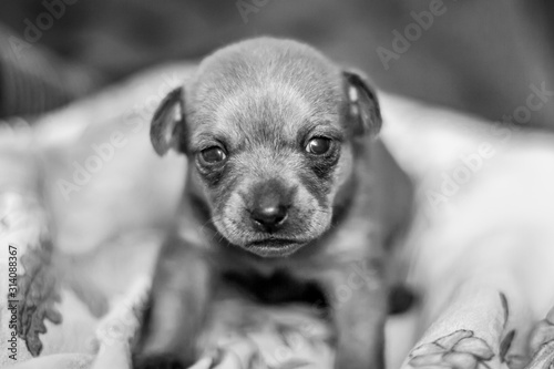 Black and white photo of a sad little puppy of a toy terrier with sad eyes. Looks directly at the camera. Selective shallow focus.