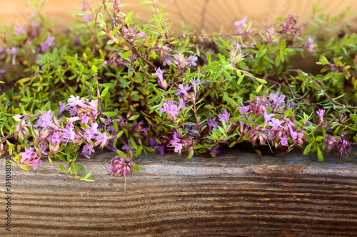 Wallpaper Mural Uncultivated flowering thyme. Torontodigital.ca