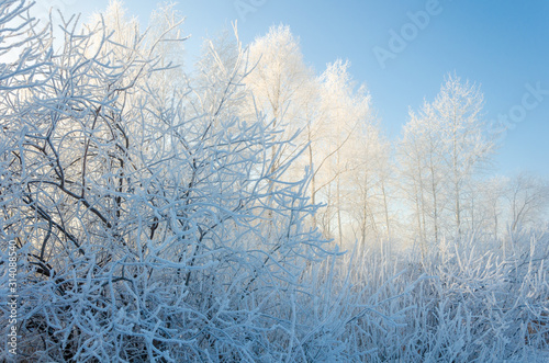 Birch in frost in winter on the shore of the lake. Snow crystals on the branches of the tree.