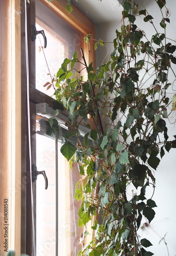 Indoor plant Cissus, in common people called birch. Against the background of the window.