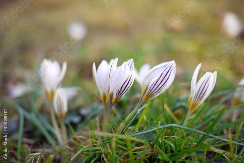 Crocus versicolor, one of the very first wildflowers to bloom in early spring. Italy. © Rosmarie