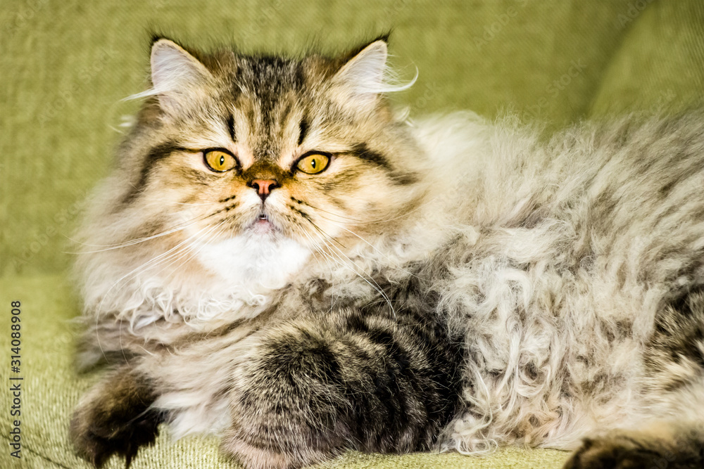 Playful long-haired kitten Persian chinchilla gray color. Home pet. Naughty cat.