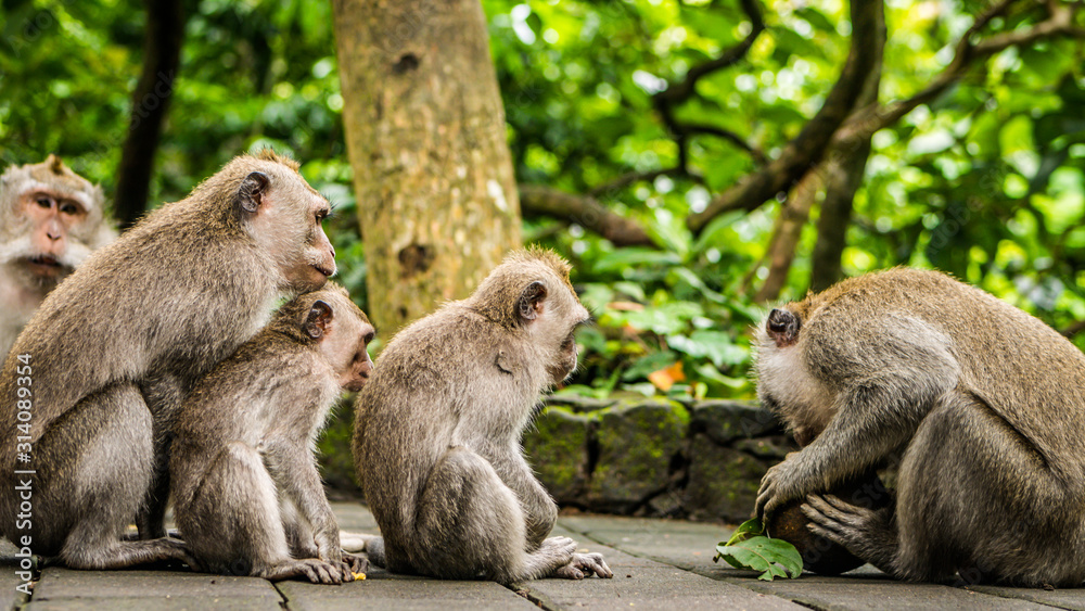 Opening Coconut, Long-tailed macaques, Macaca fascicularis, in Sacred Monkey Forest, Ubud, Indonesia