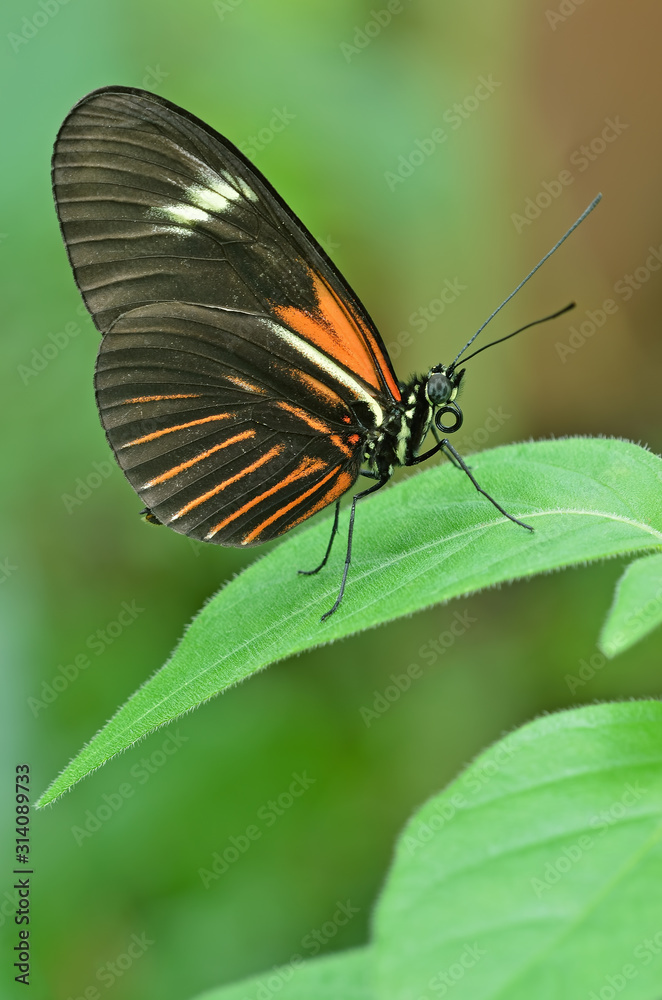 Fototapeta premium Postman butterfly perched on leaf